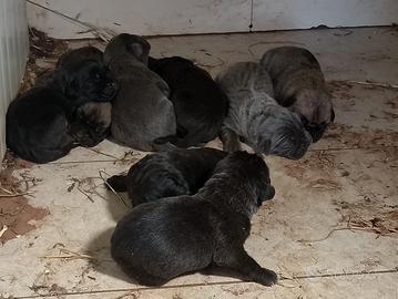 Cuccioli cane corso