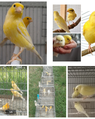 Animali