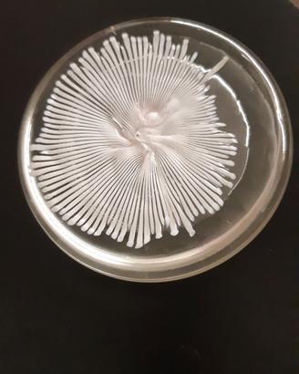 Fermacarte di VENINI di Murano