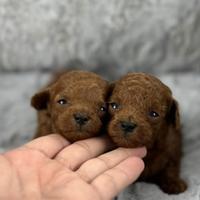 Barboncini mini toy red intenso teacup