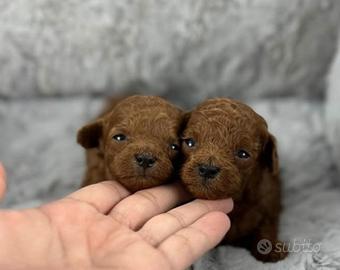 Barboncini mini toy red intenso teacup