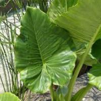 ALOCASIA MACRORRHHIZA, ORECCHIA DI ELEFANTE