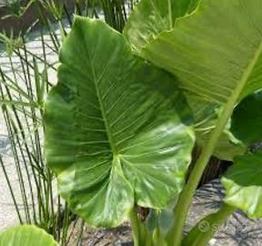 ALOCASIA MACRORRHHIZA, ORECCHIA DI ELEFANTE