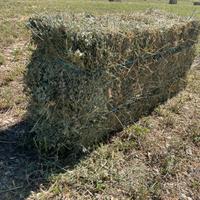 Ballette di erba medica