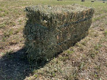 Ballette di erba medica