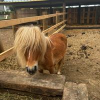 Pony shetland