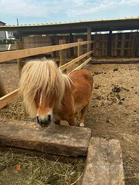 Pony shetland