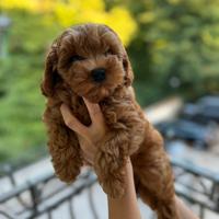 Cuccioli maltipoo