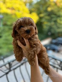 Cuccioli maltipoo