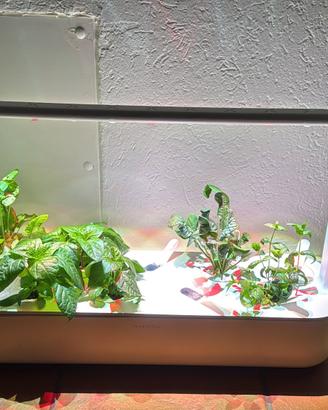 Serra da casa Click and Grow Smart Garden 9