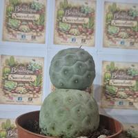 pianta grassa cactus 