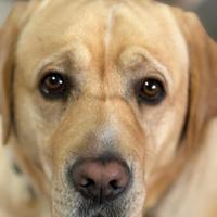 Labrador retrive americano