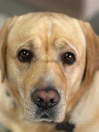 Labrador retrive americano