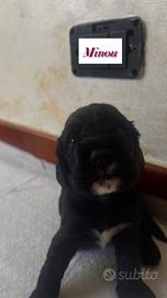 Cuccioli di cocker spaniel inglese