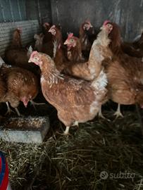Galline