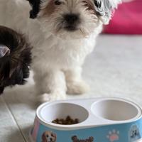 Disponibile shih Tzu