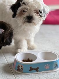 Disponibile shih Tzu
