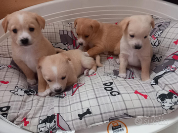 Cuccioli miele due mesi