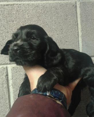 Coker spaniel
