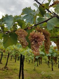 uva bianca da vino 2026