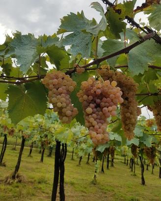 uva bianca da vino 2026