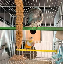 Diamanti di gould