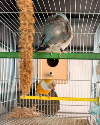 Diamanti di gould