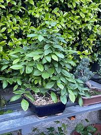 Bonsai di carpino