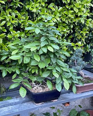 Bonsai di carpino