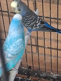 Pappagalli