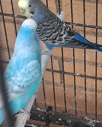 Pappagalli