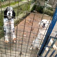 Setter inglesi