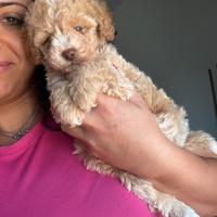 Barboncini e maltipoo toy e minitoy