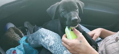 Cuccioli 2 mesi corso