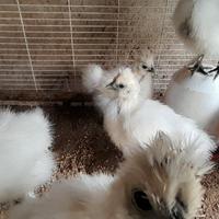 Pulcinotti moroseta bianca