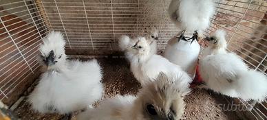 Pulcinotti moroseta bianca