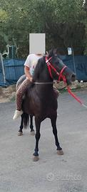 Poni