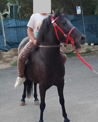Poni