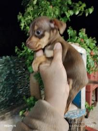 Mini pincher Toy chocolat