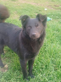 Adorabile cucciola taglia piccola