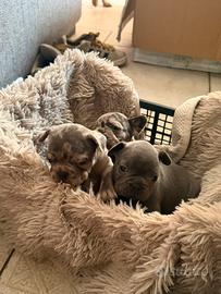 Cuccioli bulldog francesi