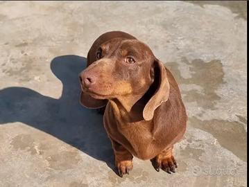 Bassotto pedigree Enci per monta
