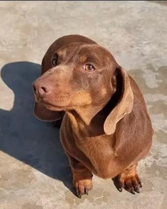 Bassotto pedigree Enci per monta