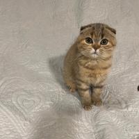 Scottish Fold