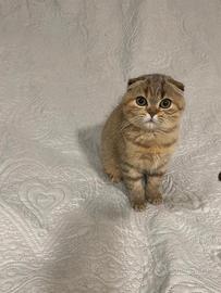 Scottish Fold