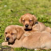 Cuccioli di Labrador