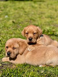 Cuccioli di Labrador