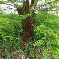 Recupero sciami di api