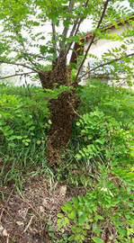 Recupero sciami di api