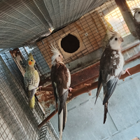 Disponibili calopsite selvatici